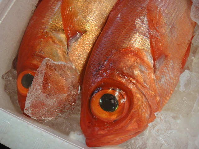 魚の目は栄養があるの！？多く含んでる魚って何？